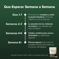 Que Esperar Semana a Semana - Timeline